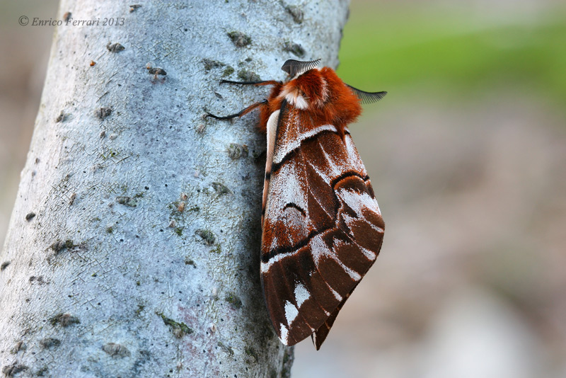 Endromis versicolora